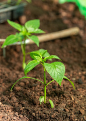 sweet bell Pepper seedlings, young plants on a vegetable garden bed.