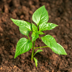 sweet bell Pepper seedlings, young plants on a vegetable garden bed.