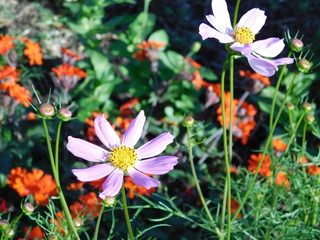 Flowers, field daisies