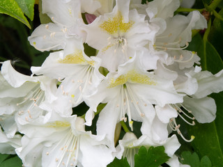 White rhododendron flower cluster surrounded by green leaves