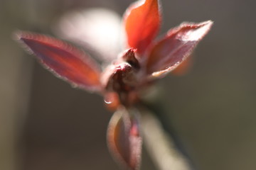 Czerwony liść makro brązowe tło