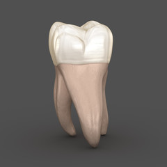 Dental anatomy - First maxillary molar tooth. Medically accurate dental 3D illustration