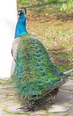 Obraz premium the Beautiful Peacock