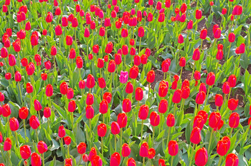 Beautiful tulips field