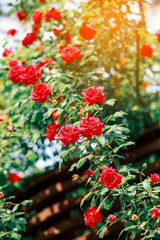 Fototapeta na wymiar valentine red roses in garden with sunlight effect, selective focus