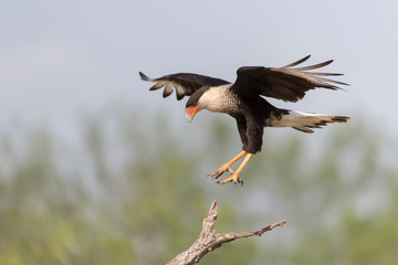 Crested Caracara in Southern Texas
