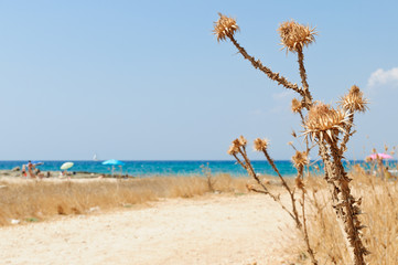 Dry cardoons