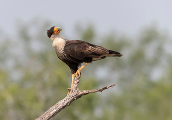 Crested Caracara in Southern Texas