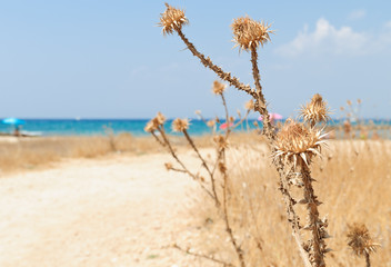 Dry cardoons
