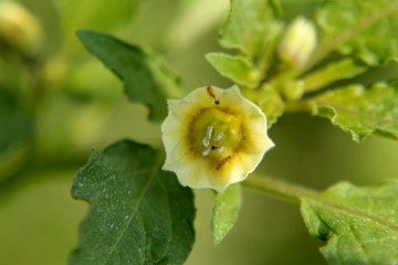 Yellow flower in nature