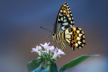  Papilio demoleus - Zitronenschmetterling auf Blüte