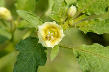 Yellow flower in nature