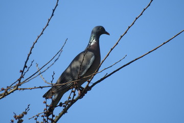 pombo