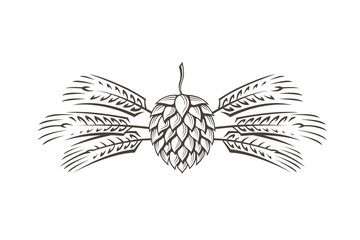 black illustration of hop and barley for brewing isolated on white background