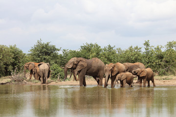 Afrikanischer Elefant / African elephant / Loxodonta africana