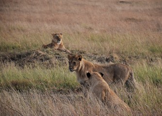 Lioness
