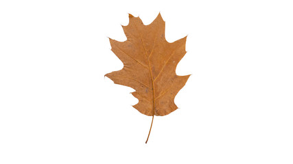 Autumn leaf. Isolated on white. Fallen leaf