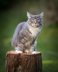 Fototapeta premium young blue tabby maine coon cat sitting on a tree stump outside in the green looking at camera