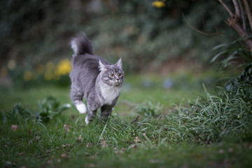 Naklejka na ściany i meble young blue tabby maine coon cat running in the back yard