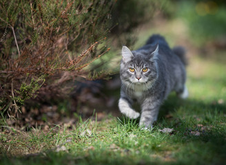 Naklejka na ściany i meble young blue tabby maine coon cat lurking in the garden