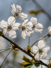 white flower blossoms and leaves on a tree