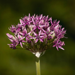 Blossom of garlic in detail