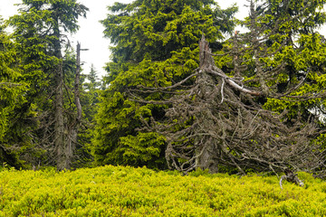 Wild forest in the mountains