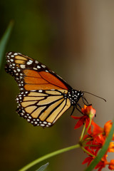 Fototapeta na wymiar Schmetterling Teneriffa