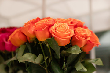 orange roses close up