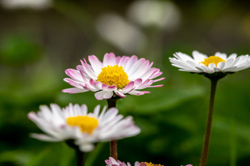Fototapeta premium Fresh wildflowers spring or summer design Floral nature daisy macro photo