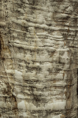 Autumn trees in the Park or in the forest.  Tree bark brown in nature