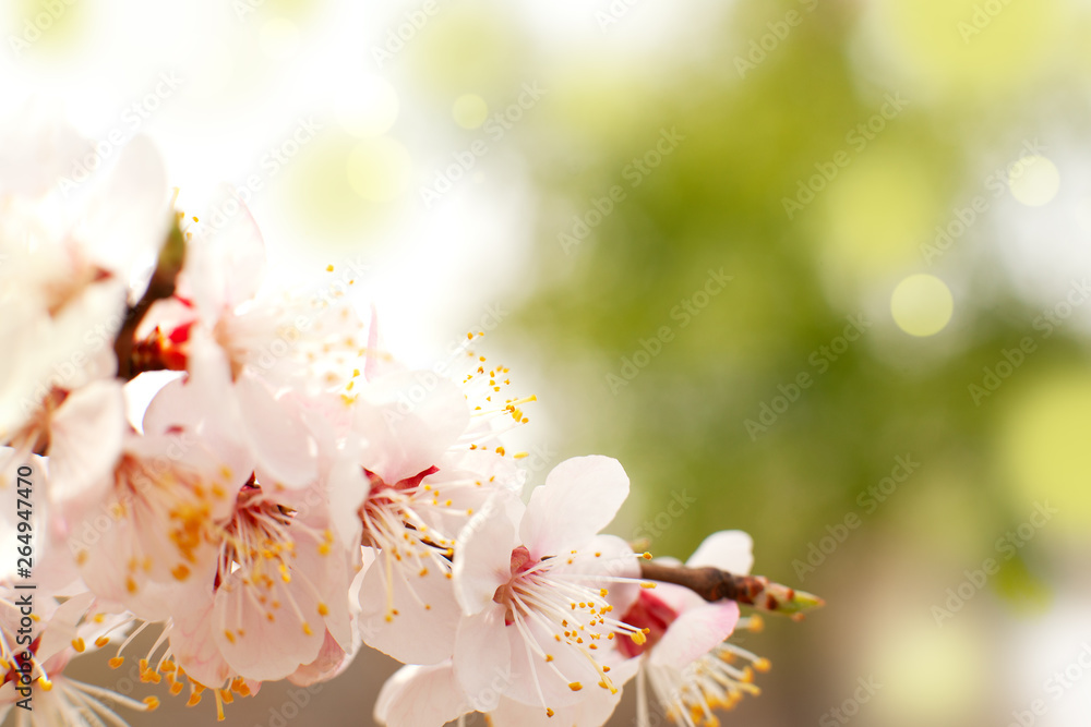 Wall mural delicate flowers of apricot tree. spring tender flowers in the sunlight. a branch of apricot tree in
