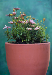big clay pot with daisies on green bacjground