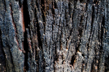 Beautiful rock wood and stone abstract texture background and wallpaper