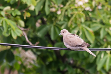 Isolated turtledove on electric wire 