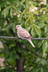 Isolated turtledove on electric wire 