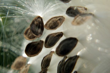 close up of calotropis gigantea seeds dispersal
