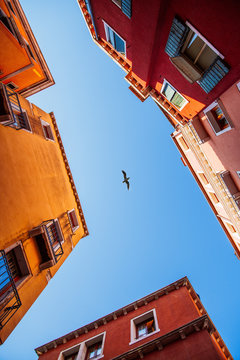 Multi-colored facades of the Vanice building with flying bird Look up from the blue sky.