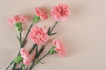 Pink carnation flowers on a pink background. Close-up. View from above. The concept of congratulations on the holiday.