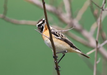Whinchat on branch, Saxicola rubetra