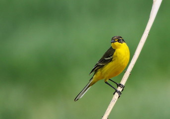 Fototapeta premium Yellow wagtail on branch with green background