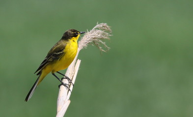 Yellow wagtail on branch with green  background