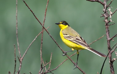 Yellow wagtail on branch with green  background