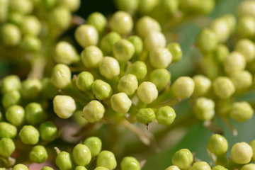 plant in the garden