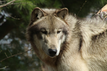 Obraz premium Pondering Wolf