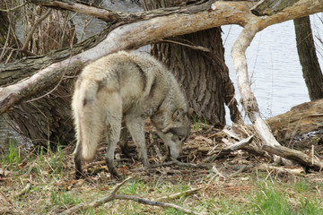 Searching in the Fallen Branches
