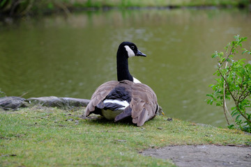 Obraz premium Kanadagans entspannt sich am Wasser