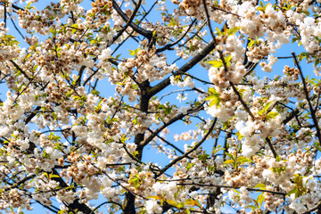 Single blossoming tree in spring.