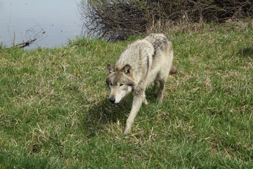 Sneaky Wolf
