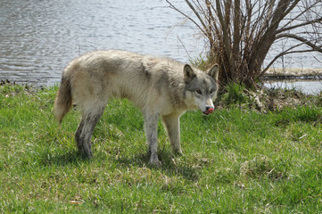 Something Looks Tasty